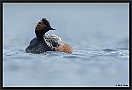 Geoorde fuut, Black-necked Grebe, Podiceps nigricollis Location: Twente, the Netherlands geoorde fuut2 D2 1670 kopie